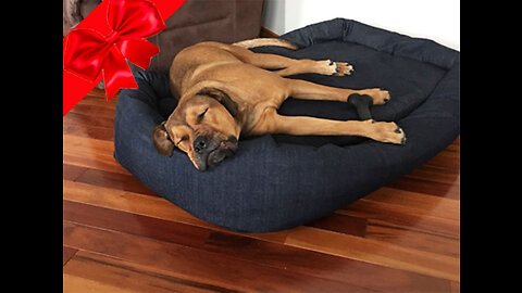 INNSFURR Orthopedic Dog Bed for SmallMediumLarge Dogs, Memory Foam CertiPUR-US Certified with...