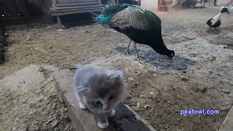 Kitty and Peacock, Peacock Minute, peafowl.com