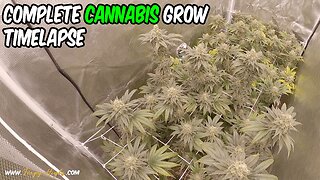 Gorilla Zkittlez SEED to HARVEST CANNABIS GROW timelapse Mars Hydro SP3000 light