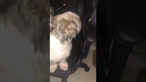 Chummy Shih Tzu wants to go out | The "let's go boy"