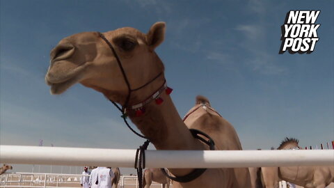 Camel beauty contest slays the World Cup 2022 in Qatar