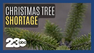 Drought caused by climate change is causing Christmas tree shortages