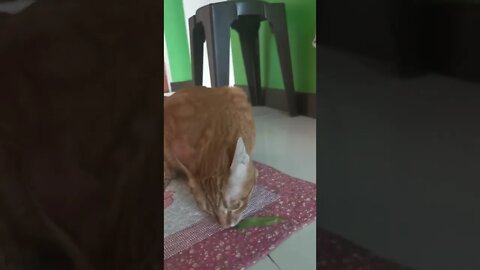 Cat hate salad