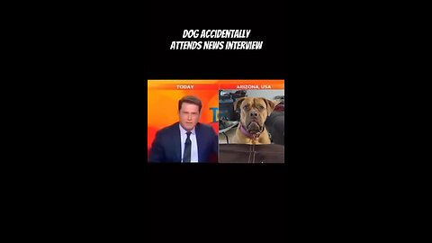 Dog accidentally attends news interview 🤣🤣🤣