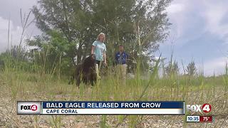 Bald Eagle Released From Crow