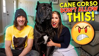 DON'T Let People Pet Your Cane Corso If....🙀