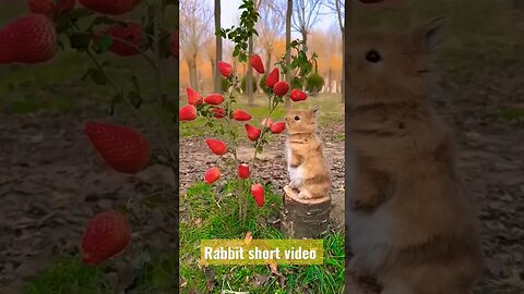 Rabbit short video| #rabbits #youtubefeeds