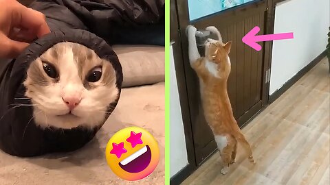 Funniest moments of Cute Cats 😋😍