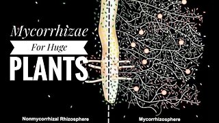MYCORRHIZAE IN SOIL. HOW TO NOURISH & BUILD UP FUNGI IN YOUR SOIL. | Gardening in Canada
