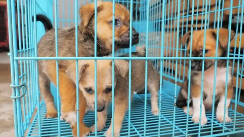 Close-up of sad puppies in shelter behind fence waiting to be rescued and adopted to new home. Shelt