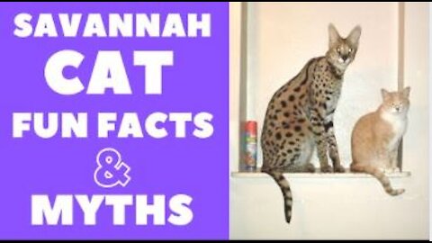 Savannah Cats 101 : Fun Facts & Myths