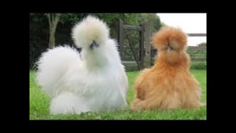 The strangest 5 types of chicken, you will not believe they actually exist !!!