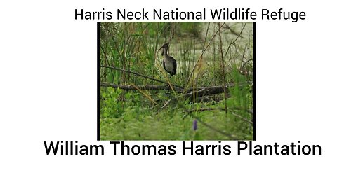 Harris Neck and William Thomas Harris