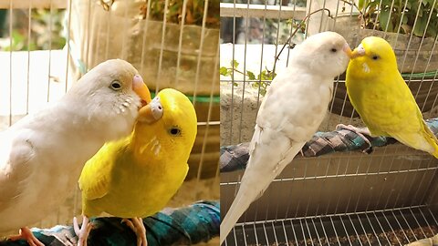 Budgies couple