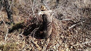 Cutting firewood at the deer lease