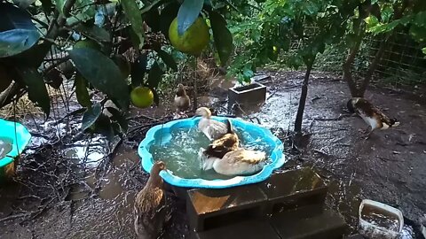 Welsh Harlequin cross ducks, Noisy One and Noisy Too, having an early morning swim 6th May 2021