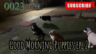 the[DOG]diaires [0023] GOOD MORNING PUPPIES - EPISODE 2 [#dogs #doggos #doggies #puppies]