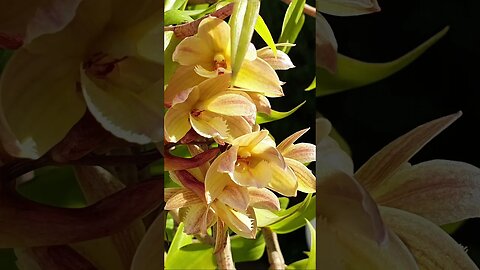 🦈 Sharky 🦈 😅 aka Dendrobium serratilabium Thriving in S'ern Spain 🙌🏼🤩 #ninjaorchids #shorts #clouds