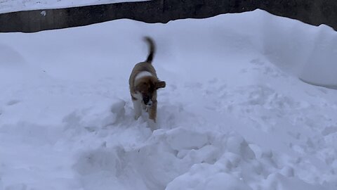 Kimbers first snow drift