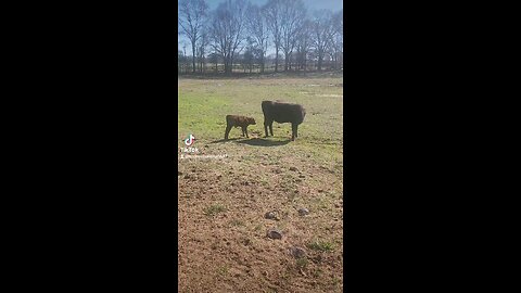 Baby bull calf with big sister Annie.