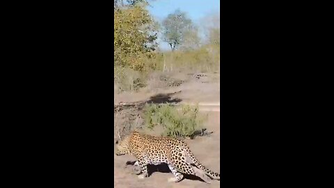 Leopard Strikes Unsuspecting Kudu
