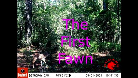 Fawn and Doe Interactions! This is the first one of the year!