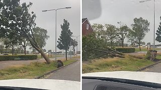 Mighty winds bring down tree in De Rijp, Netherlands
