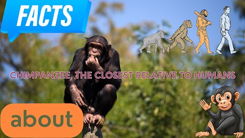 Interesting facts about Chimpanzee