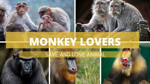 Different types of monkeys//monkey moments//monkey group