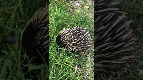 Echidna on the side of the road. Very cute nose.