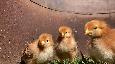 Chicks first venture outside