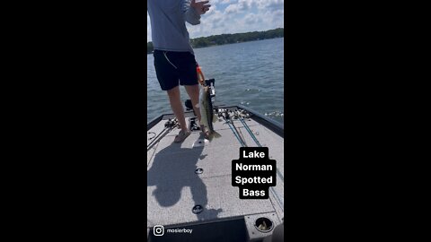 Lake Norman spotted bass…