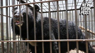 Chinese family raises 250-pound dog for 2 years, then realizes it's a bear