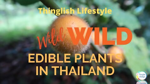 Wild Edible Plants in Thailand #forage