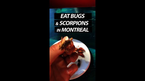 Eat Bugs And Scorpions In Montreal
