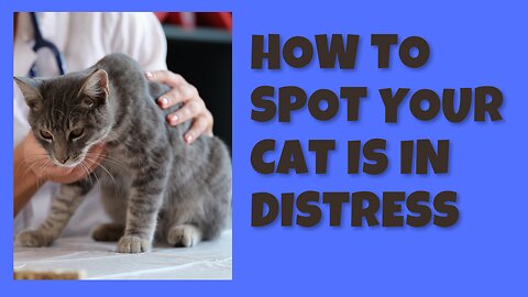 How to spot your cat is in distress