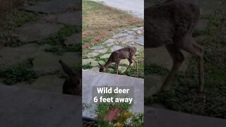 a close up wildlife visit from a wild deer