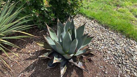 More winter damage showing up on my Sharkskin agave.