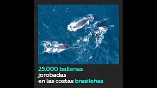 Río de Janeiro celebra el récord del regreso de las ballenas jorobadas