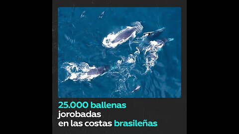 Río de Janeiro celebra el récord del regreso de las ballenas jorobadas