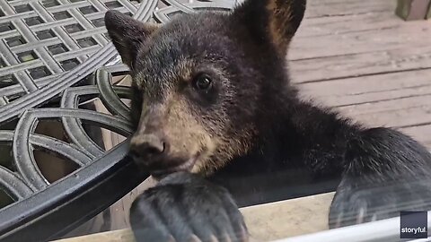 Curious Cub Paws At Window Of Asheville Home