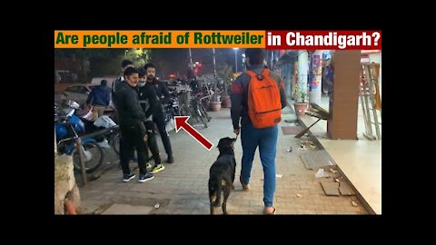 Public Reaction: Scared of a Rottweiler? Thor in Chandigarh's Streets|