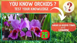 DO YOU KNOW ORCHIDS? WHAT IS THE NAME OF THIS ORCHID? HAVE FUN IDENTIFYING THIS ORCHID