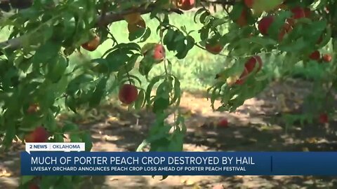 Significant portion of Porter peach crop damaged