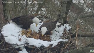 Hays Eagles Mom brings in huge bunch of leaves 020 12 21 106PM