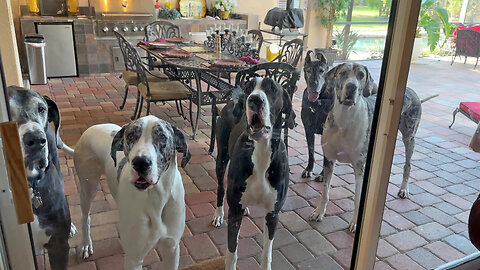 Pack Of Great Danes Want To Join The Party