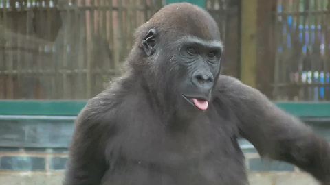Gorilla youngster has quite the attitude