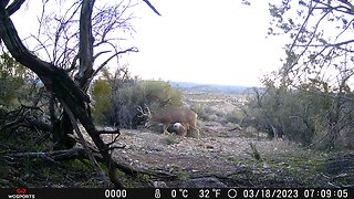 Trail Camera: Mule Deer Bucks