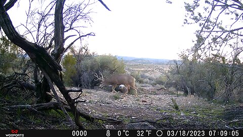 Trail Camera: Mule Deer Bucks