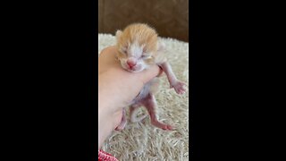 New born kitty !